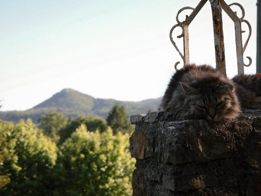 Chat et paysage montagne – Luminéo Chat sauvage allongé sur un muret avec un paysage de montagne en arrière-plan – photographie animalière en extérieur par Luminéo