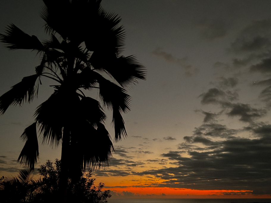 Palmier coucher de soleil – Luminéo Silhouette d’un palmier au coucher du soleil avec un ciel coloré – photographie de paysage par Luminéo